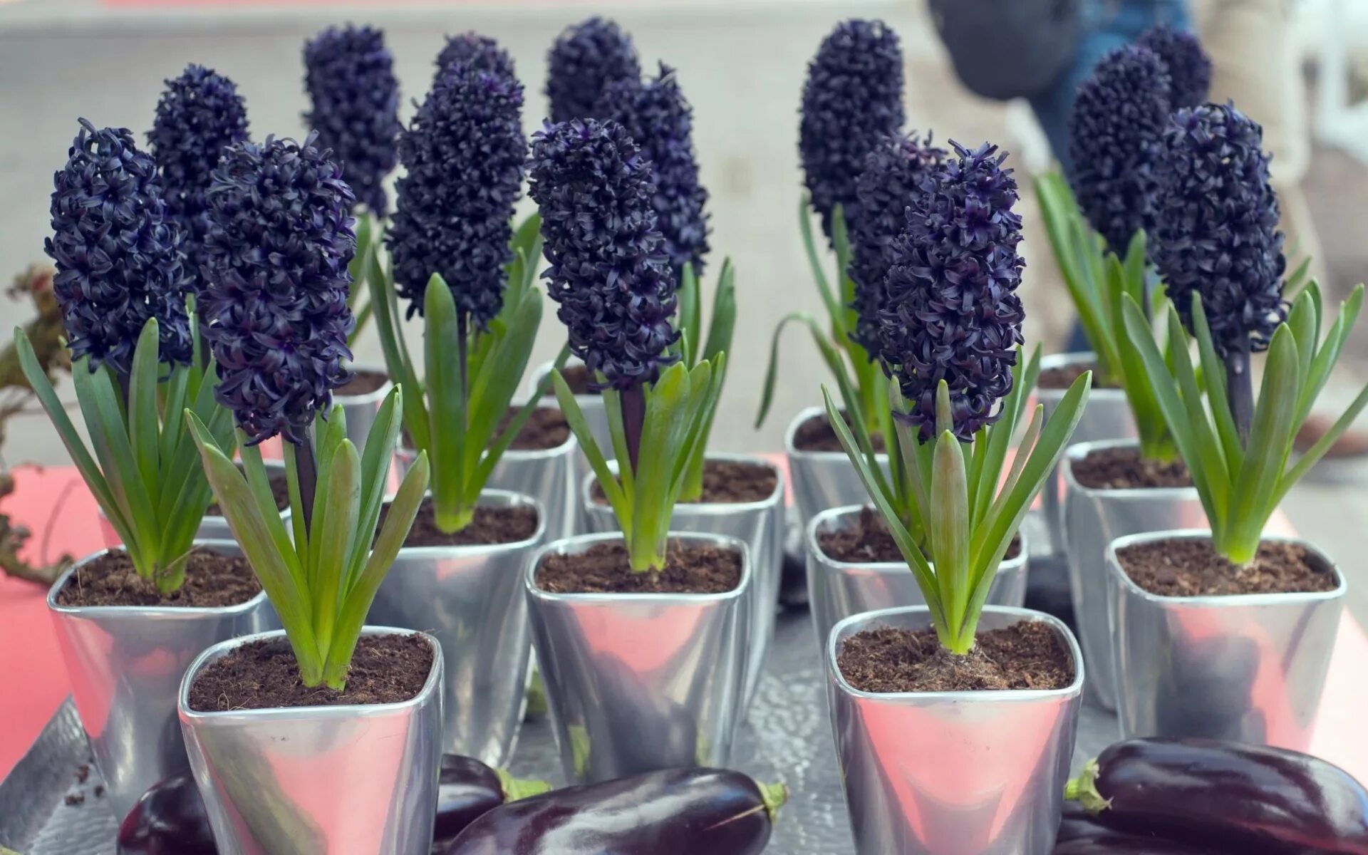 горшечный гиацинт. гиацинт после покупки. горшечный гиацинт. ритейл гиацинт цветочка. гиацинт вурбак.