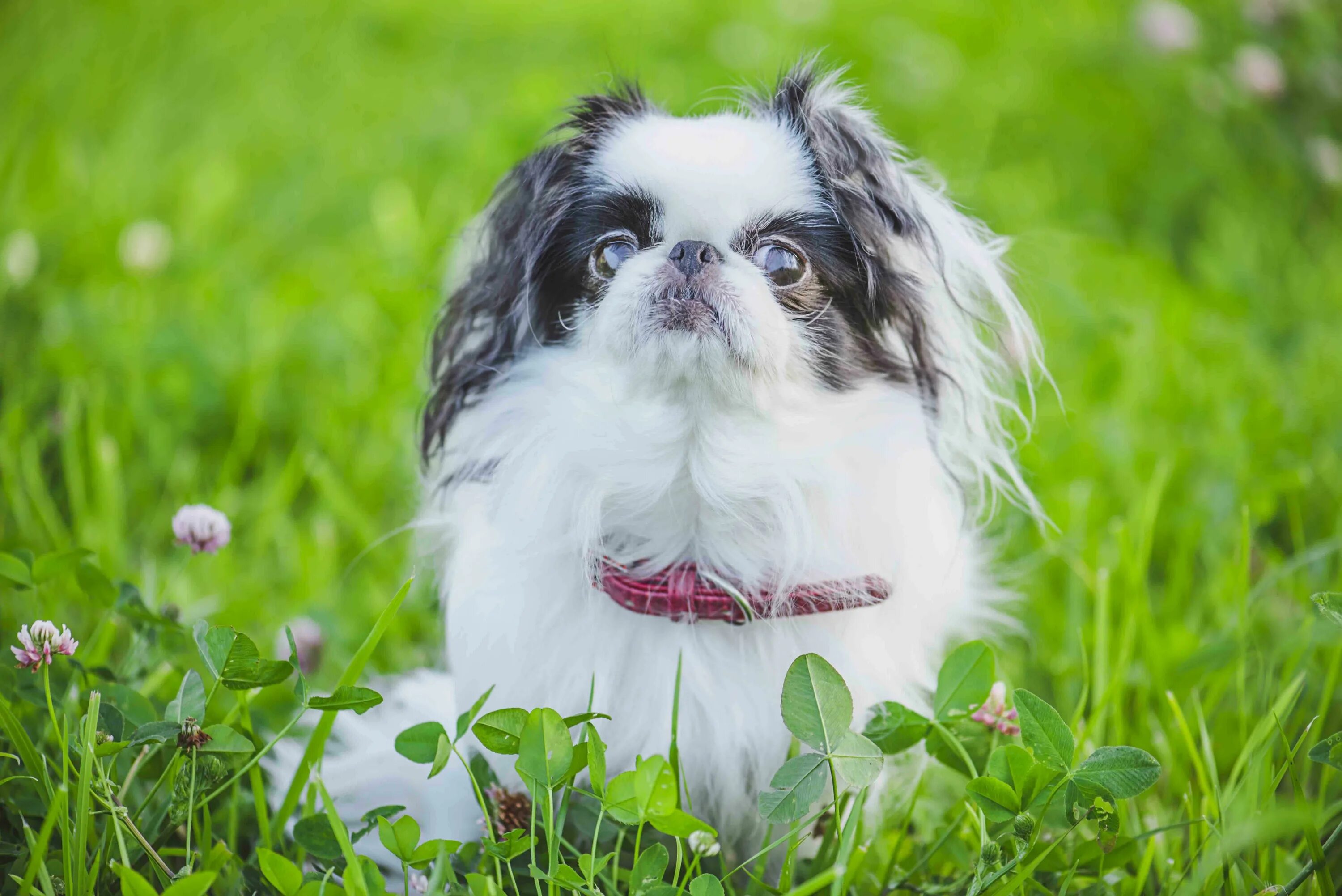 Японский спаниель. Японский Хин. Японский Хин Japanese Chin. Японский Хин щенок.