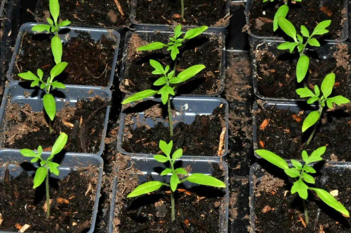 таблица сроков высадки рассады овощей. пикировка томатов. ростки томатов на грядке. календарь посадки рассады. рассадка рассады томатов.