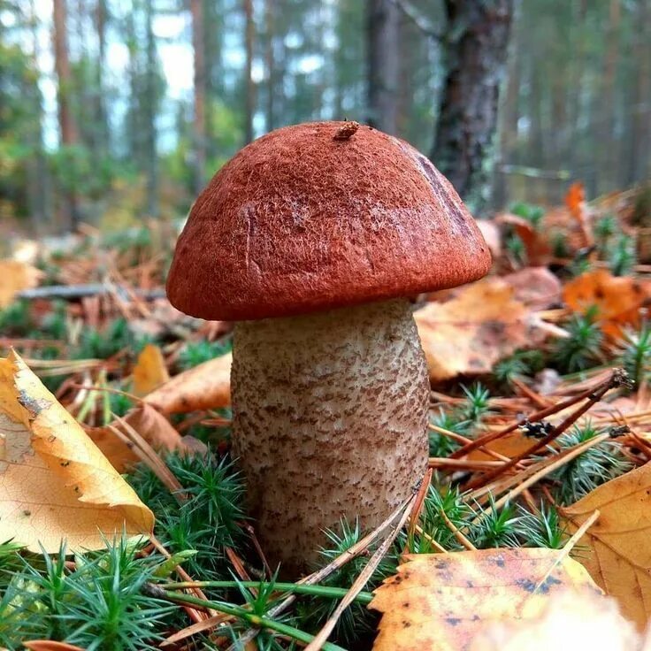 Подосиновик красный (Leccinum aurantiacum). Фото на сайте "Грибы Калужской облас