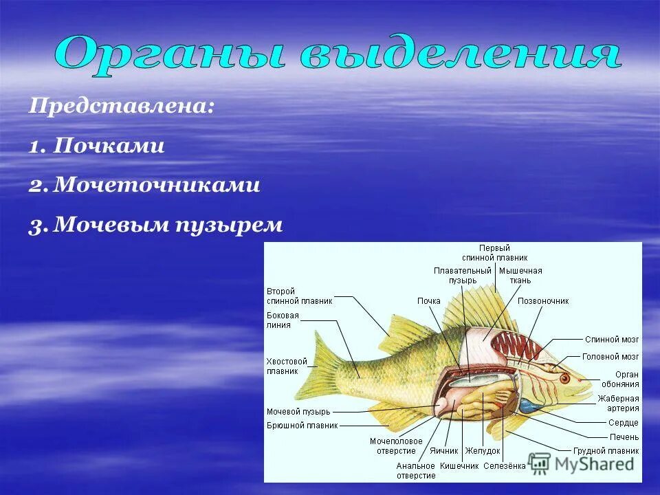 Внешнее строение рыб 7. Внешнее строение рыбы общий план строения. Внешнее строение рыбы особенности строения. Органы передвижения рыб. Внешнее строение рыбы 7 класс биология.