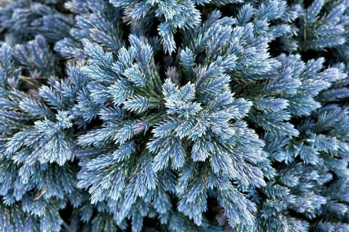 Голубые хвойные. Можжевельник Скуамата Блю. Можжевельник чешуйчатый (Juniperus squamata Blue Star. Можжевельник чешуйчатый Blue Star (Блю Стар). Можжевельник Juniperus Блю Стар.