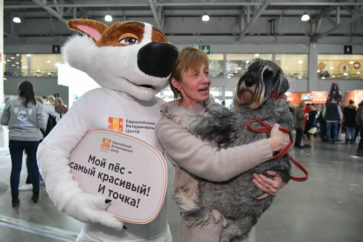 Выставка собак 2022. Выставка собак Россия. Выставка собак Россия 2022. Выставка собак Россия 2020. Выставка собак на ВДНХ.