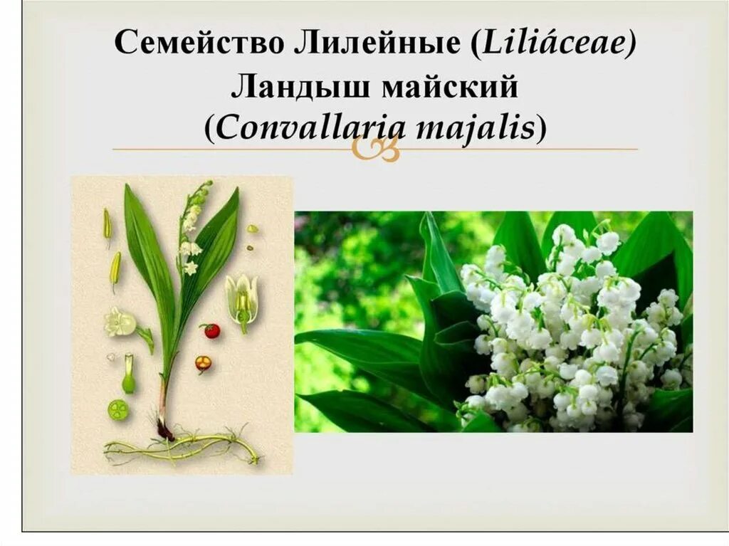 Ландыш майский это покрытосеменное растение. Систематика ландыша майского. Ландыш майский царство отдел класс. Систематика ландыша. Систематика ландыша майского.