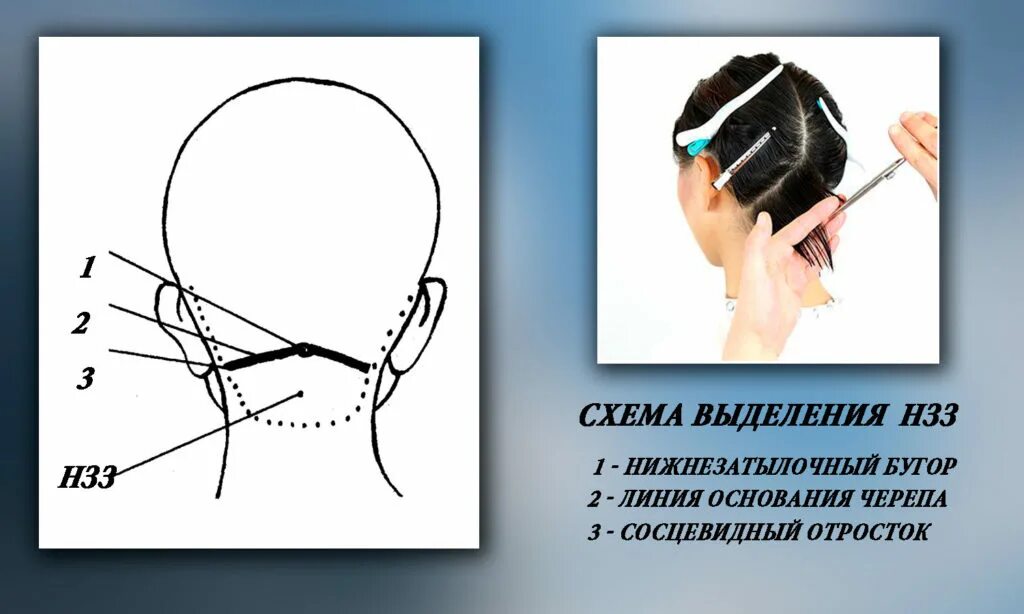 Зона затылка. Затылочная зона головы для парикмахеров. Разделение головы на зоны. Деление волос на зоны. Деление на зоны головы при стрижке.