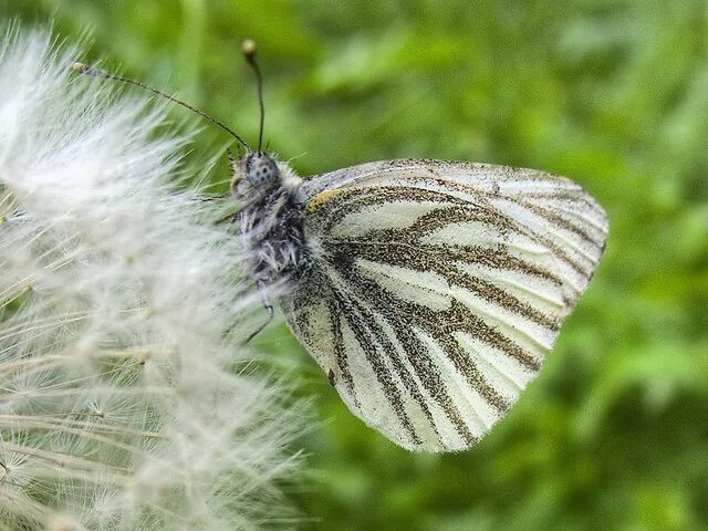 Бабочка капустная белянка имеет мучнисто. Pieris brassicae. Брюквенница бабочка. Бабочка капустница. Бабочка Белянка.