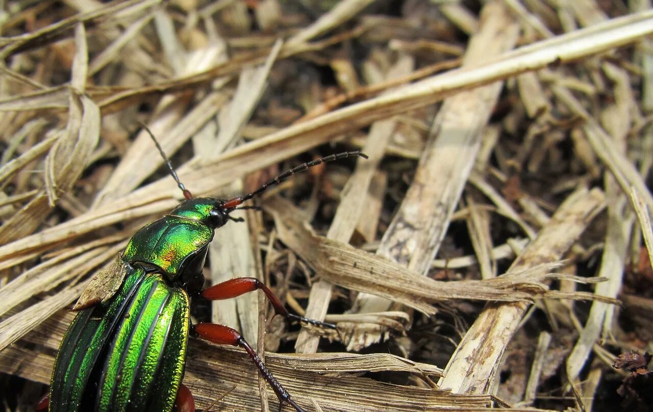золотая жужелица. жесткокрылые жуки. жук древесный точильщик. жук ольхоед жесткокрылые. Harpalus affinis жук.