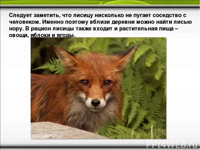 Какую среду обитания освоила лисица ответ. Лисица часто поселяется вблизи деревни она. тема презентации лисичка. лисьи норы функциональная грамотность 2 класс презентация. функциональная грамотность занятие 16 лисьи норы ответы 2 класс.