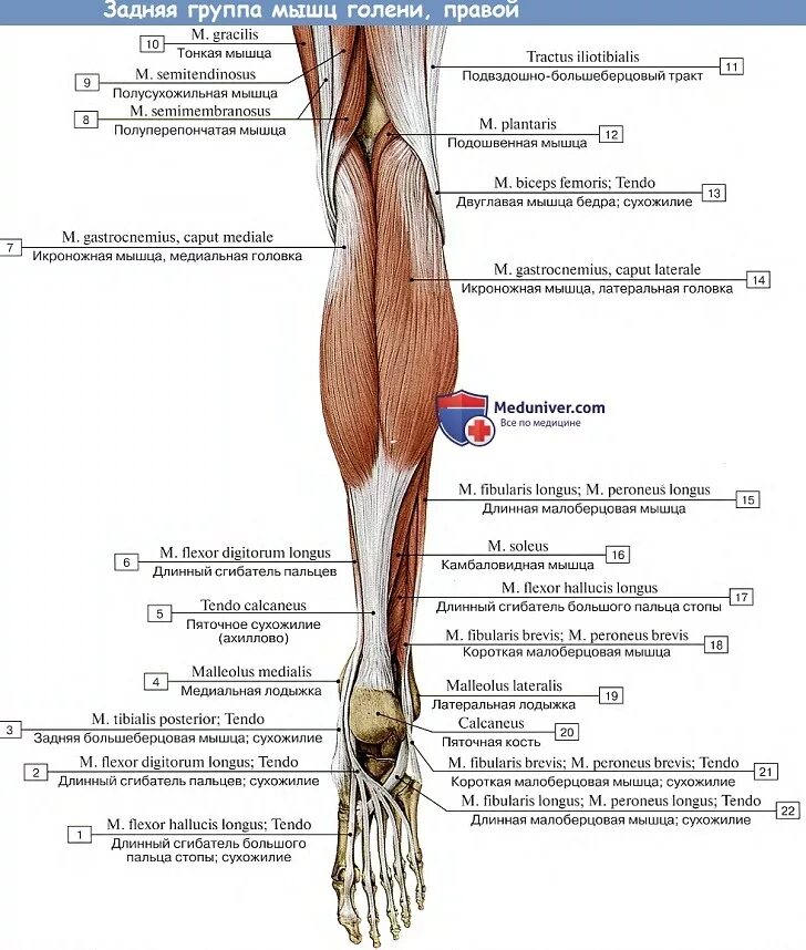 Сухожилие бедро задняя. Глубокие мышцы голени задней группы. Анатомия мышц голени передняя группа. Задняя группа мышц голени анатомия. Медиальная головка икроножной мышцы анатомия.
