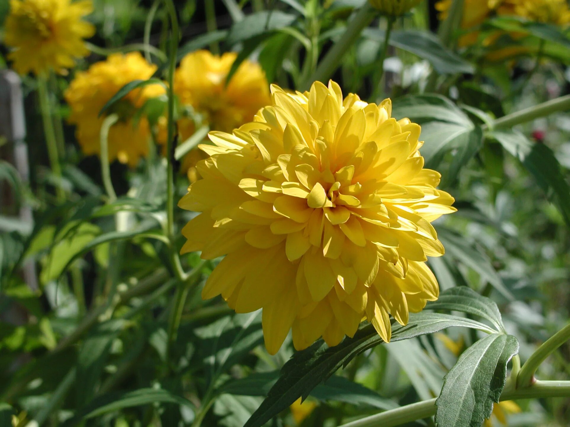 Золотой шар. Рудбекия золотой шар. Золотой шар рудбекия рудбекия. Rudbeckia laciniata рудбекия золотой шар. Многолетник золотой шар.