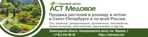 Медовое питомник растений