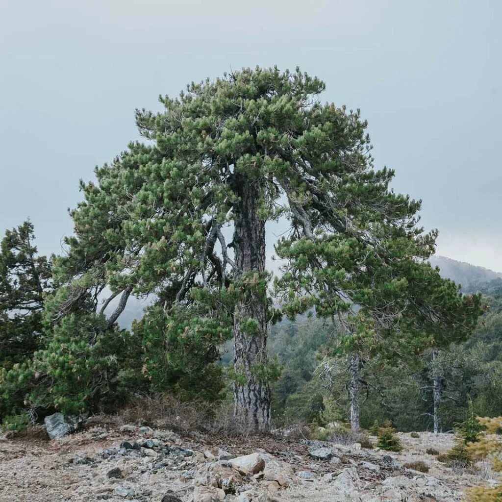 Хвойные турции. Сосна турецкая калабрийская. Pinus brutia. Сосна калабрийская Pinus brutia. Сосна Пинус сукцинифера.