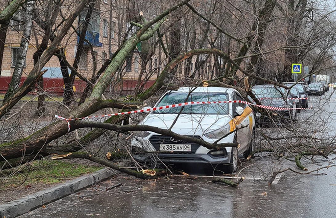 Ураган в Москве. В Москве ветер повалил деревья. Штормовой ветер в Москве.