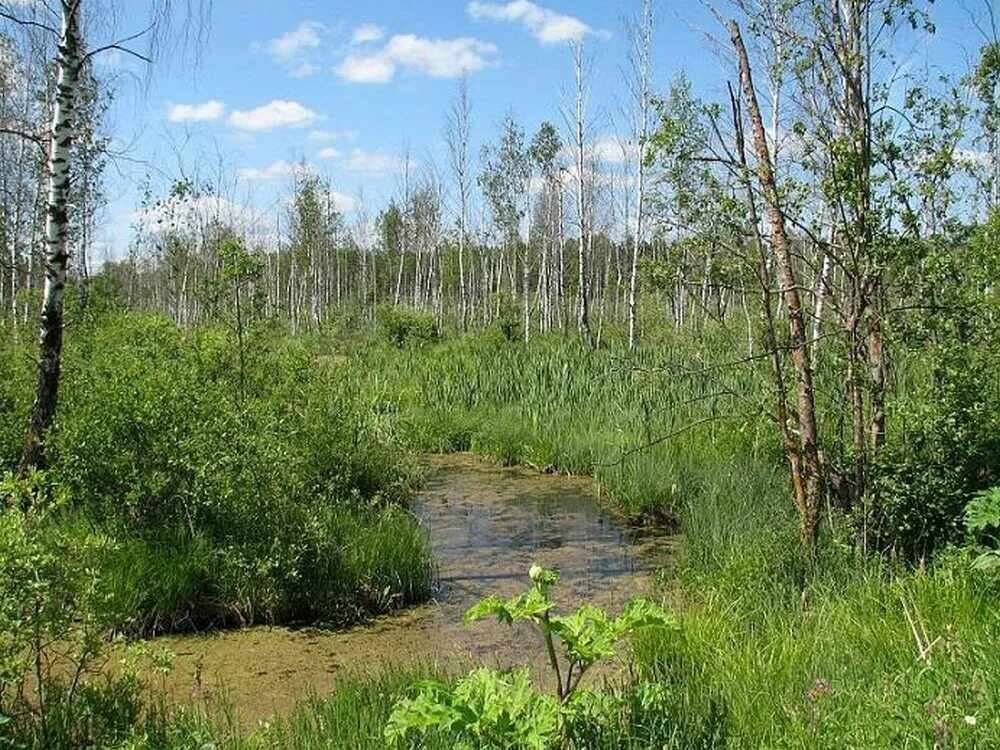 Ржев болота. Торфяные болота Нижегородской области. Озеро Варех Нижегородская область. Торфяное болото «прогонное». Торфяная трясина.