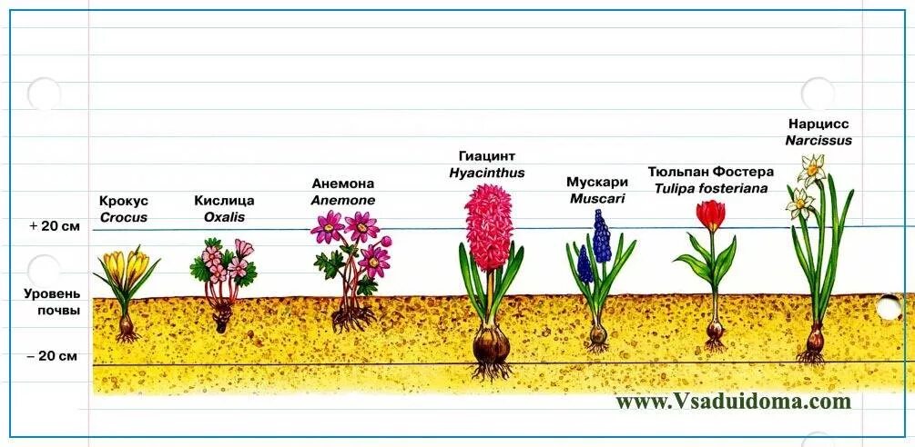 Глубина посадки луковичных цветов таблица. Схема посадки луковичных цветов осенью. Глубина посадки луковичных цветов. Схема глубины посадки луковичных.