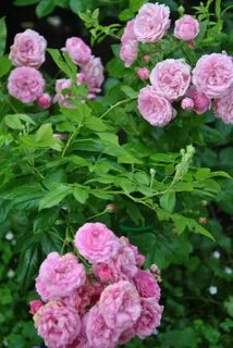 Производитель rose