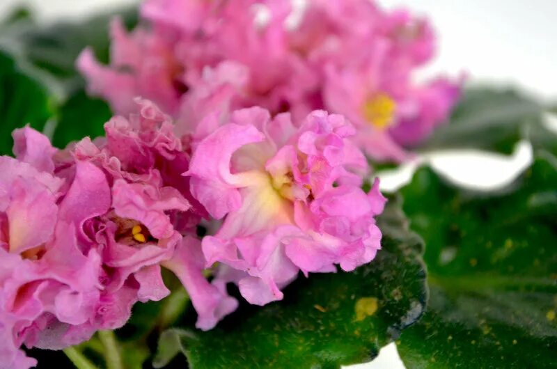 сенполия царев цветок. фиалка майя плисецкая. фиалка сорт даночка. фиалка кz летиция. фиалка декоратор.