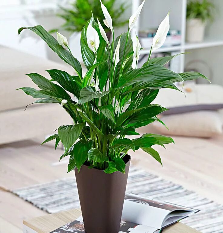 Спатифиллум Уоллиса (Spathiphyllum wallisii). Спатифиллум Лима.