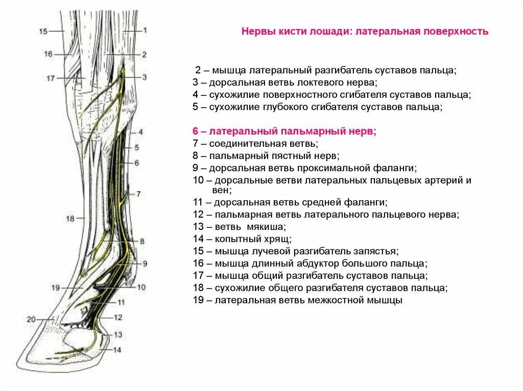 Строение ног лошади сухожилия. Дорсальные ветви спинномозговых нервов. Строение запястья анатомия животных. Сухожилие разгибателя лошади.