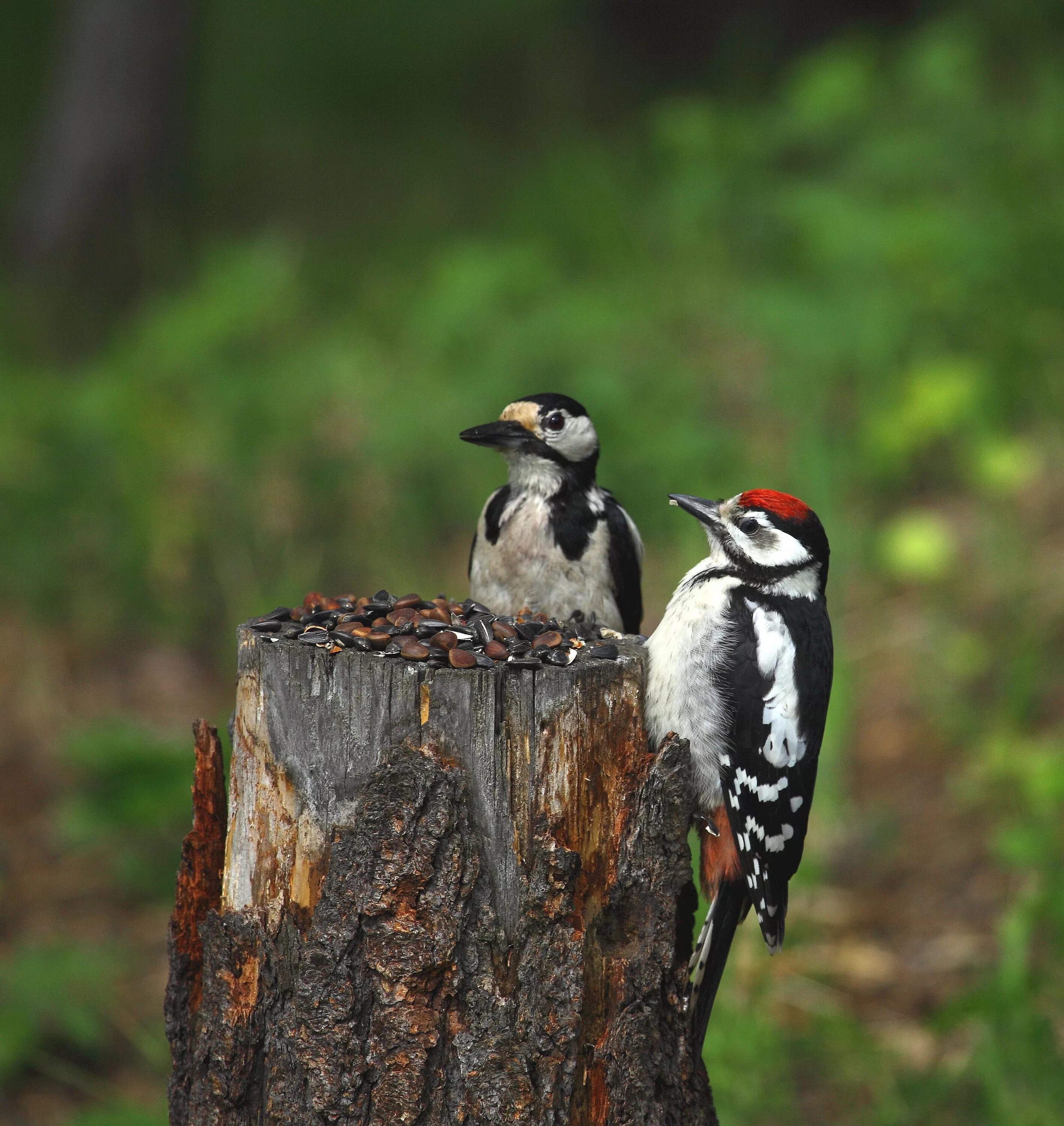 Большой пестрый дятел самец и самка. Как называют самку дятла. Малый пестрый дятел самка. Как называют самку дятла. Большой пестрый дятел самец.