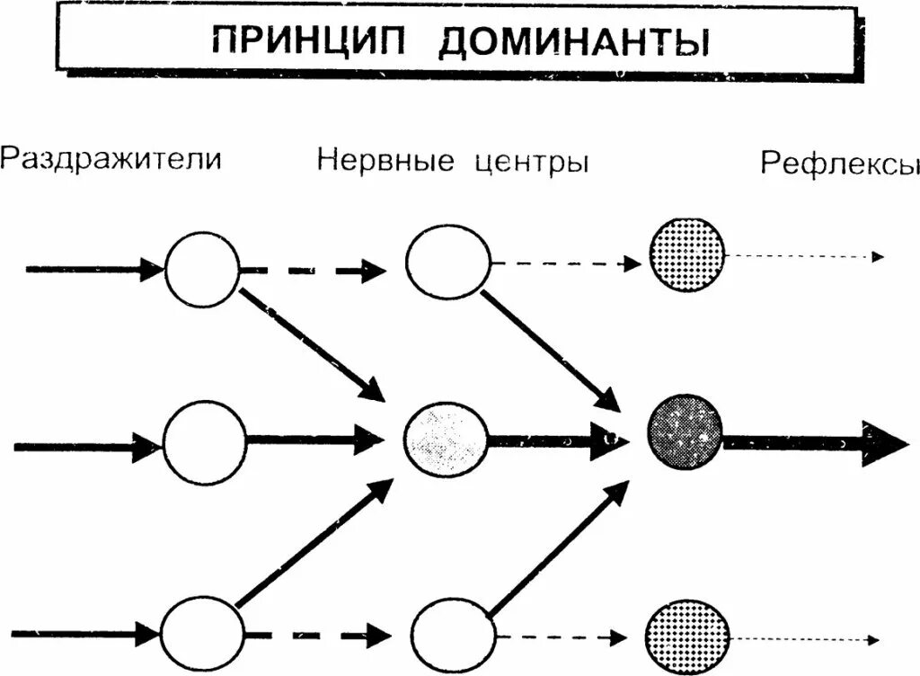 Теория Доминанты Ухтомского. Доминанта Ухтомский схема. Явление Доминанты Ухтомский. Ухтомский а.а. "Доминанта". Доминант значение