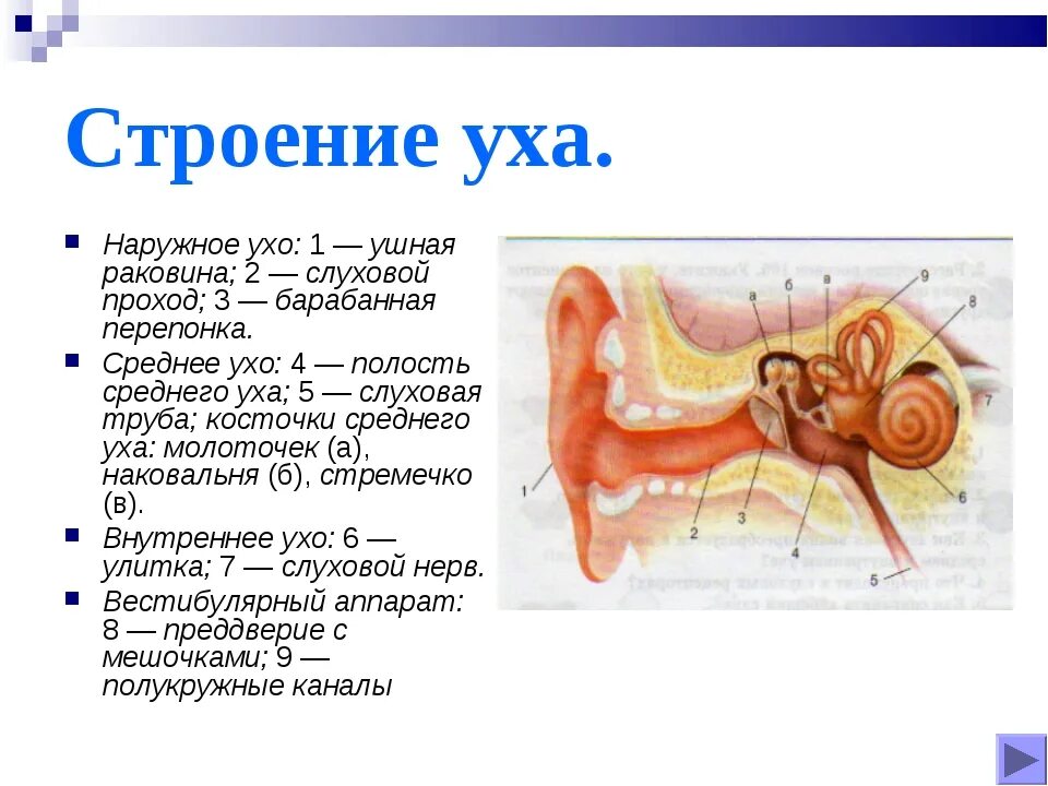 Наружное ухо состоит из ушной раковины. Анатомические структуры среднего уха. Среднее ухо анатомия строение. Строение уха среднее ухо. Строение среднего уха человека анатомия.