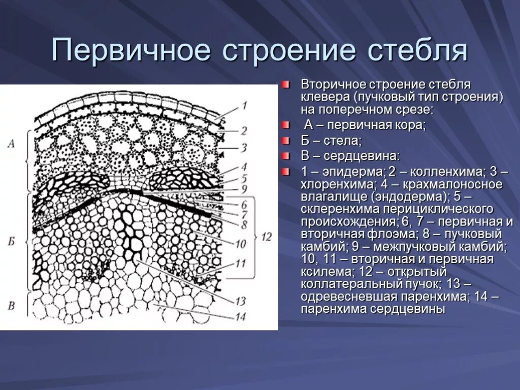 Вторичное анатомическое строение стебля. Поперечный срез стебля клевера. Составные части поперечного среза стебля клевера.. Первичное Анатомическое строение стебля пучкового типа. Гистологическое строение вторичного стебля.