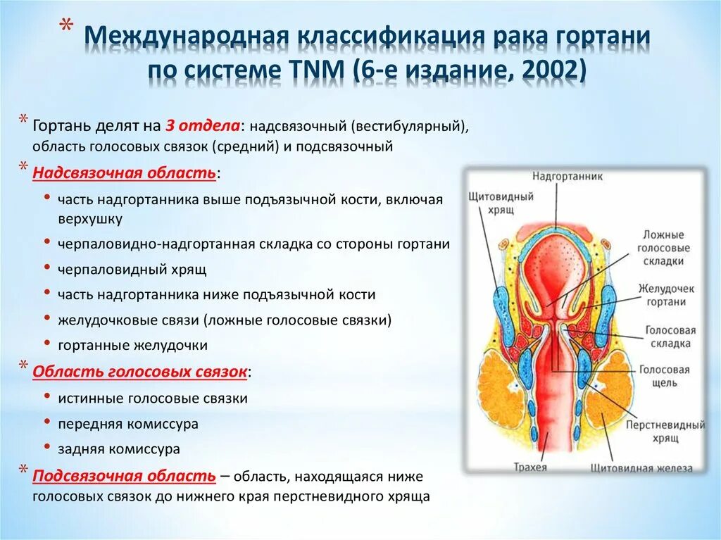 Гортань клиника. Опухоли гортани классификация TNM. Вестибулярный отдел гортани. Голосовая связка гортани. Надсвязочный отдел гортани.