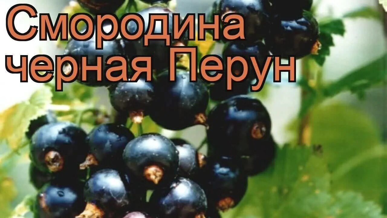 Смородина перун описание сорта фото отзывы