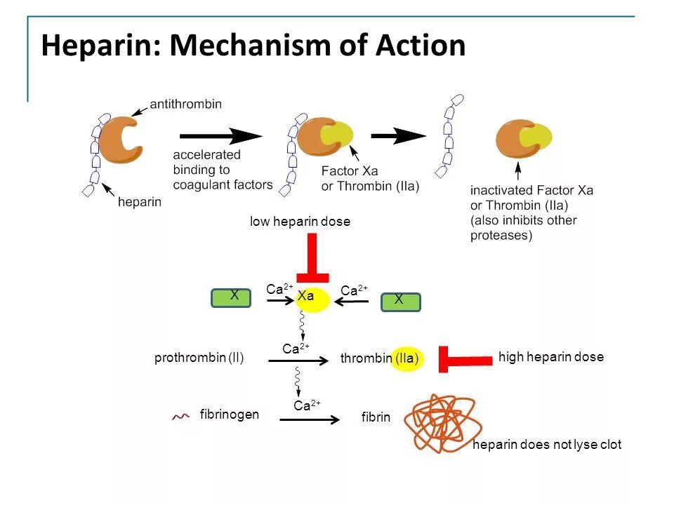 Mechanism of action. Heparin mechanism of Action. Warfarin mechanism of Action. Тромбин и антитромбин.