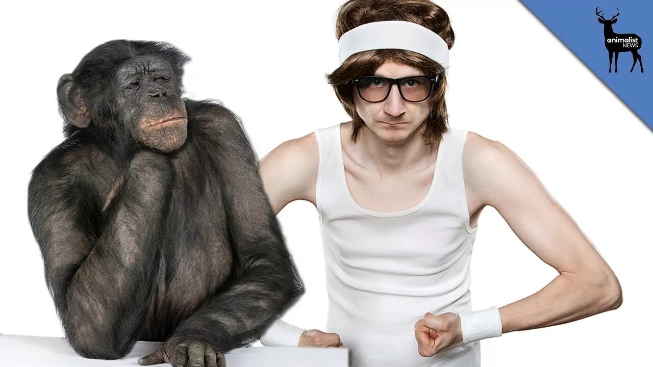 Покажи человека обезьяну. Человек примат. Шимпанзе и человек. Человек против обезьяны.