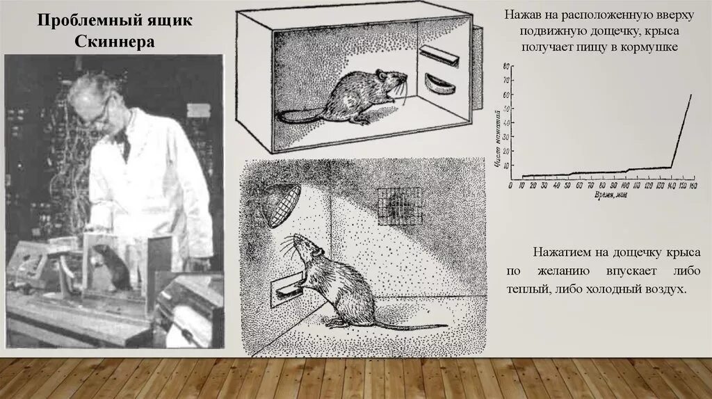 Оперантное научение скиннера