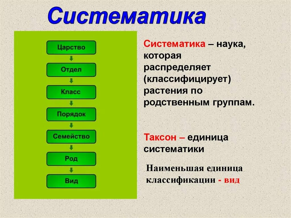 5 основных групп растений. Таксономические категории в систематике растений и животных. Основные таксоны (категории) систематики растений. Единицы классификации растений 6 класс биология. Систематика таксонов растений.