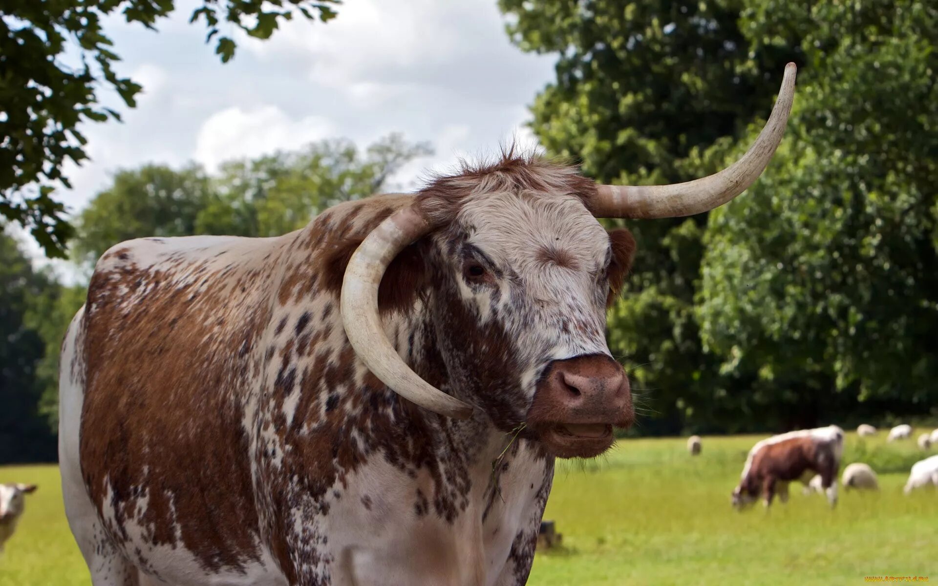 Корова убегает. Смешные коровы. Бешеная корова. Злобная корова. Злая корова.