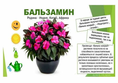 Домашние цветы фото и описанием комнатные