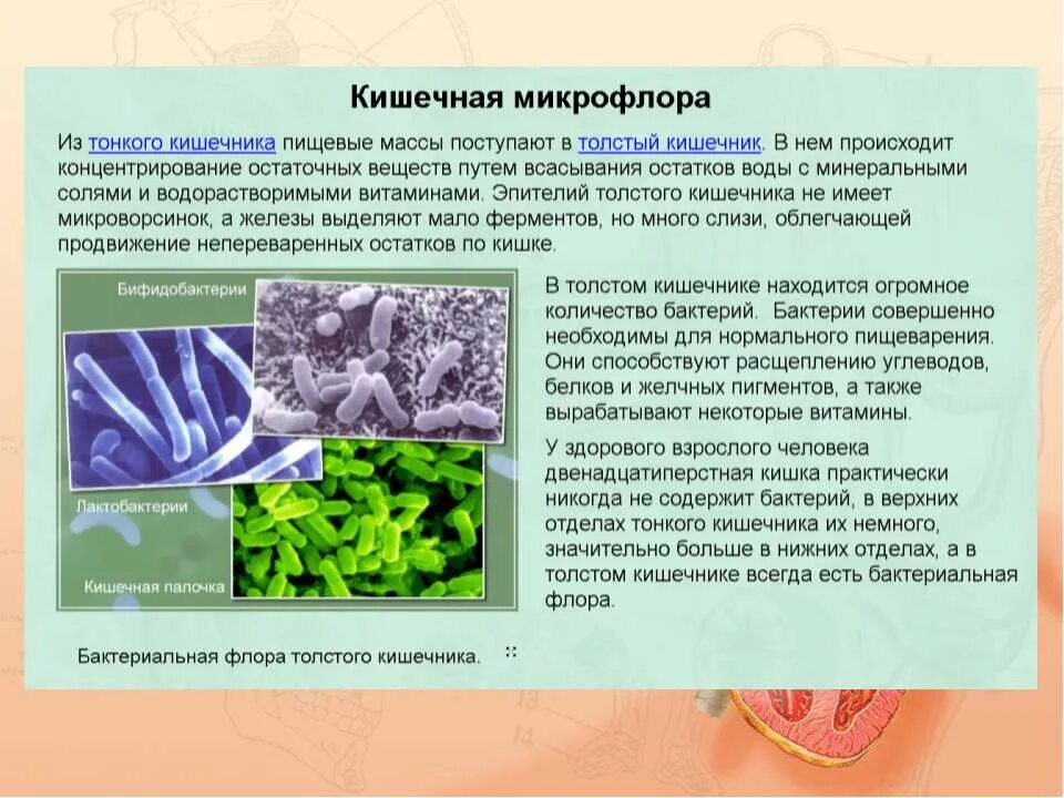 Какую функцию выполняют бактерии в организме. Функции бактерий в кишечнике человека. полезные бактерии в микрофлоре кишечника. микрофлора тонкого кишечника. бактерии обитающие в здоровом кишечнике способствуют.