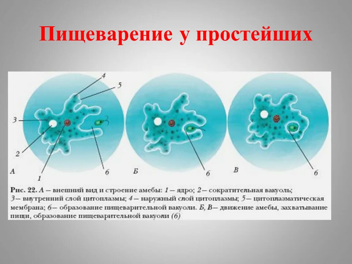 Каким способом осуществляется поглощение амебой клеток водорослей. Клеточная мембрана у амебы. Строение амебы. Клеточная. Оболочка на амебе. Питание амебы.