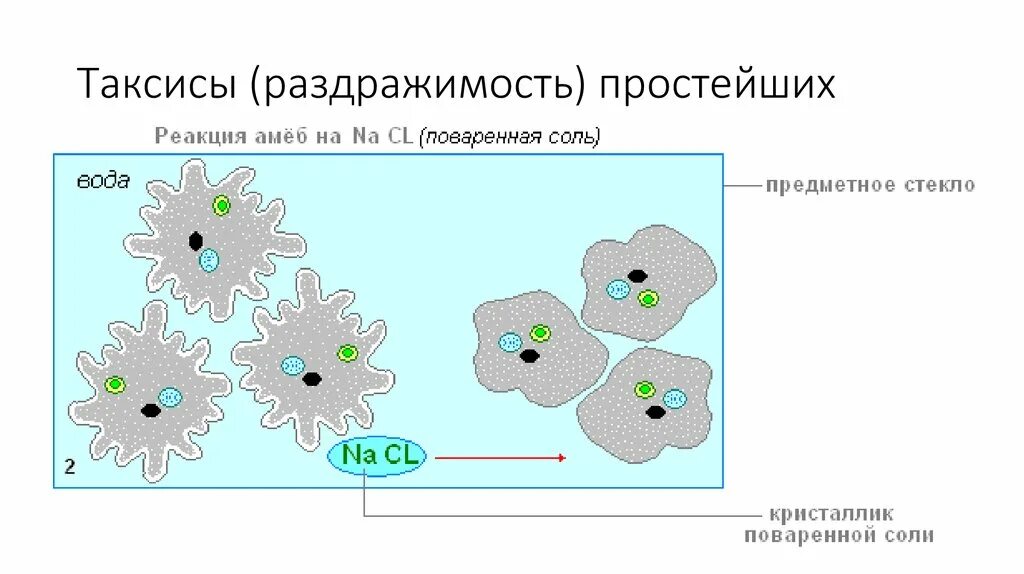 При наступлении неблагоприятных условий амеба. Амеба отрицательный таксис. Раздражимость амебы на соль. Таксис амебы. Амеба обыкновенная реакция на раздражение.