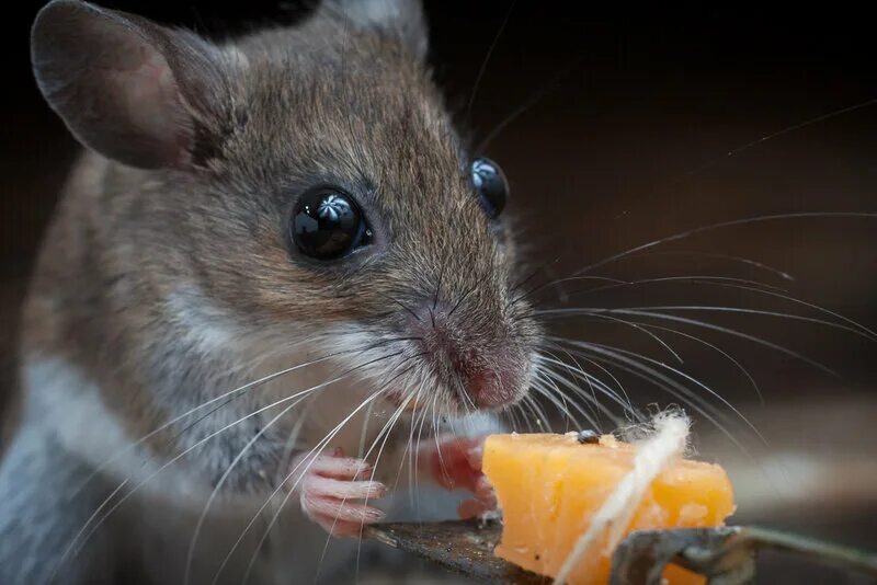 Мышь фото. Мышь Живая. Мышь в мышеловке. Мышка видео.