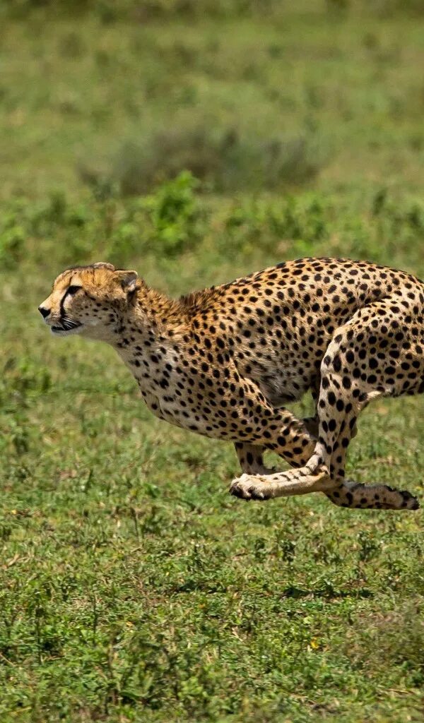 Гончая левретка. Животные рекордсмены гепард. Борзая грейхаунд. Суперхищники гепард. Пустынный гепард.