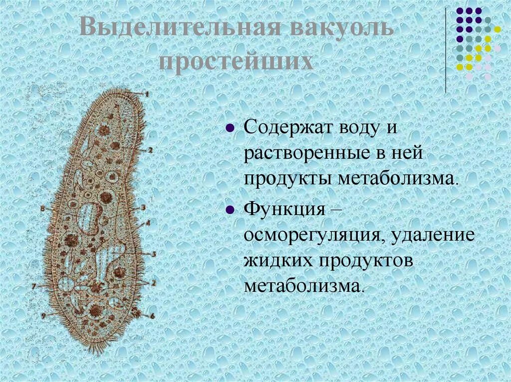 Какую функцию инфузории туфельки выполняет сократительная вакуоль. Функции функции вакуоли. Пищеварительная вакуоль строение. Секреторные вакуоли строение. Пищеварительные вакуоли у простейших.