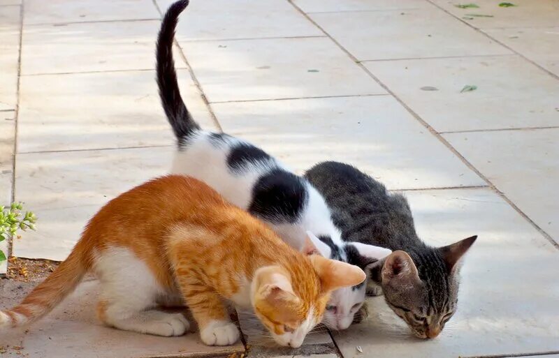 коты проходят. дверца для кошек в туалет. котэ домой. приколы с котами. покажите со всего мира котов.