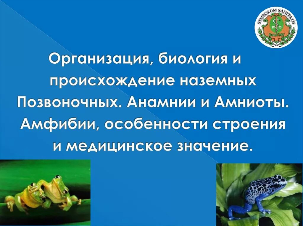 Как называется специальное образование позвоночных животных. Наземные позвоночные. анамнии рыбы земноводные. происхождение наземных позвоночных. амфибии это амниоты.