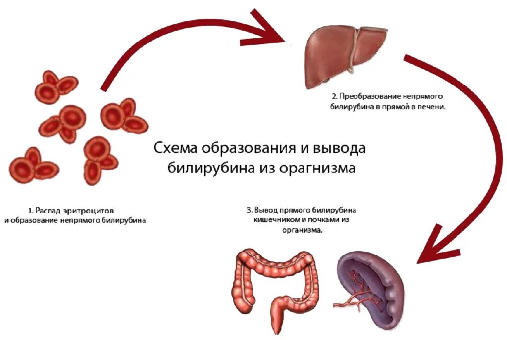 Печень образование эритроцитов. Схема образования и вывода билирубина. Образование прямого и непрямого билирубина. Прямой и непрямой билирубин схема. Повышение первичного билирубина.