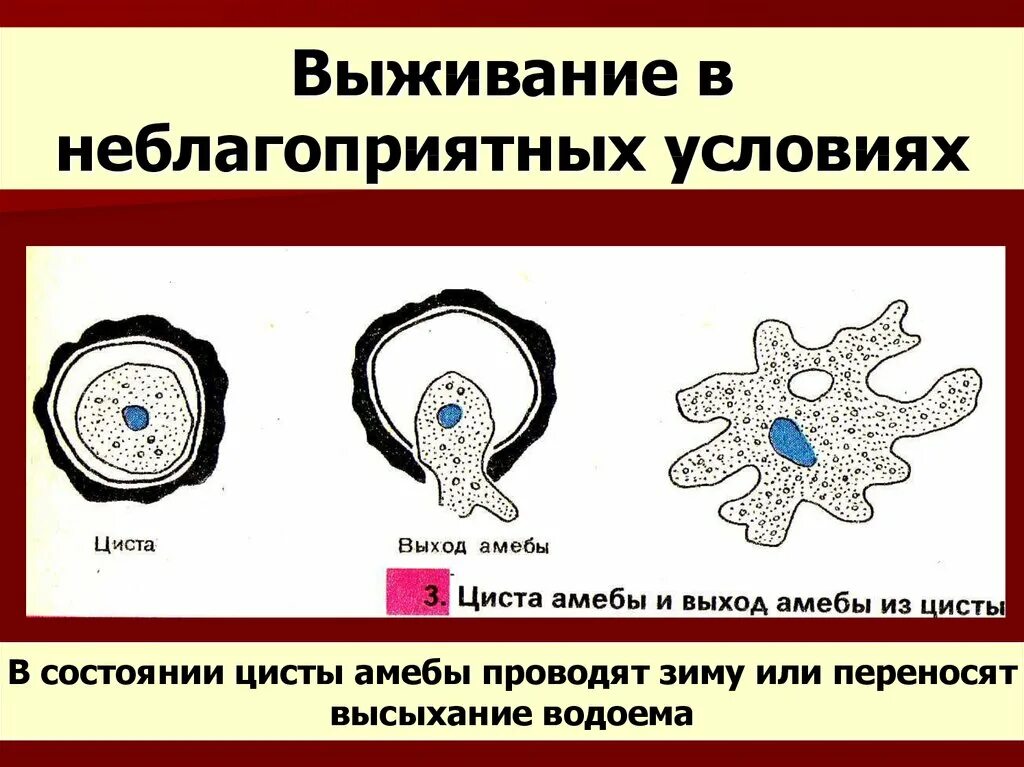 При наступлении неблагоприятных условий амеба. Циста амебы. Цисты простейших. Амеба при неблагоприятных условиях. Простейшие образующие цисты.