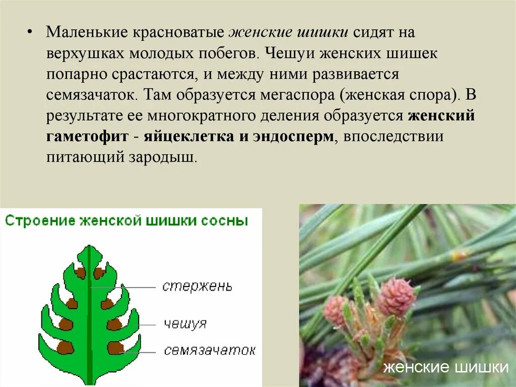 В мужских шишках развивается. Женская шишка голосеменных растений. Мужские и женские шишки голосеменных растений. Семязачаток женской шишки сосны. Шишки голосеменных сосны.