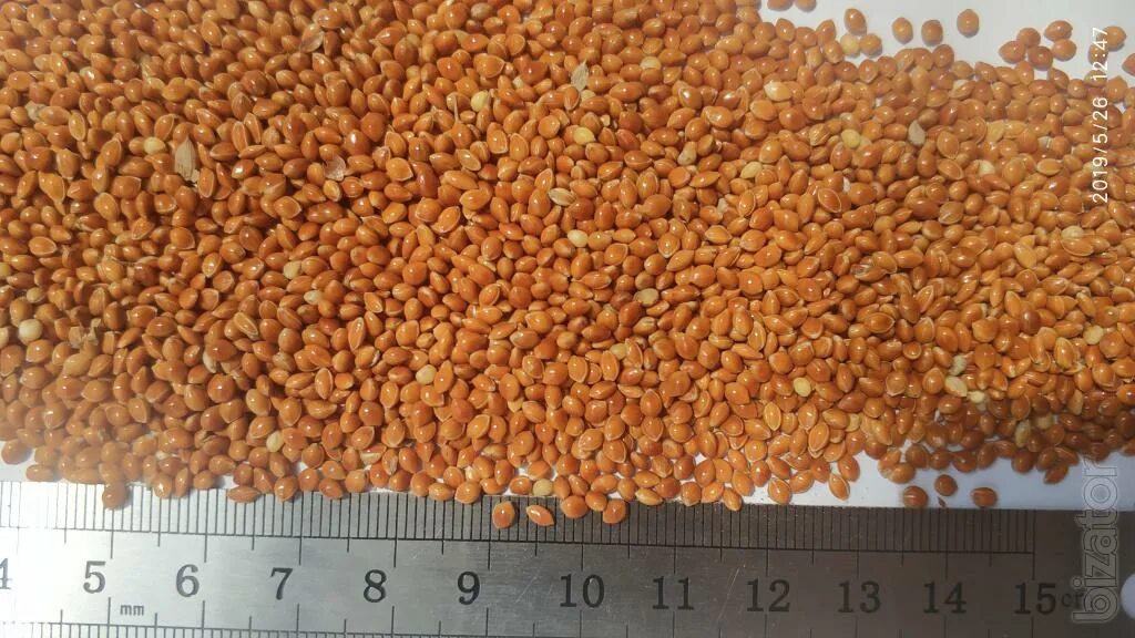 корм канареечное семя. просо бай интернет. пшено золотистое. семена пшена. просо бай семена.