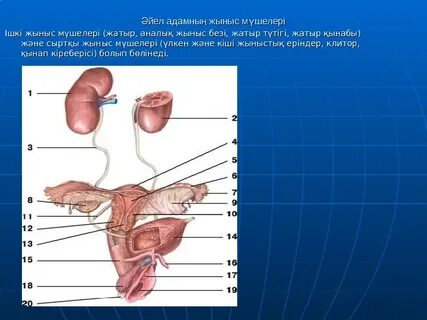Порно күйеуі мен әйелі саяхатшы жолдасымен пойыз купесінде трахается