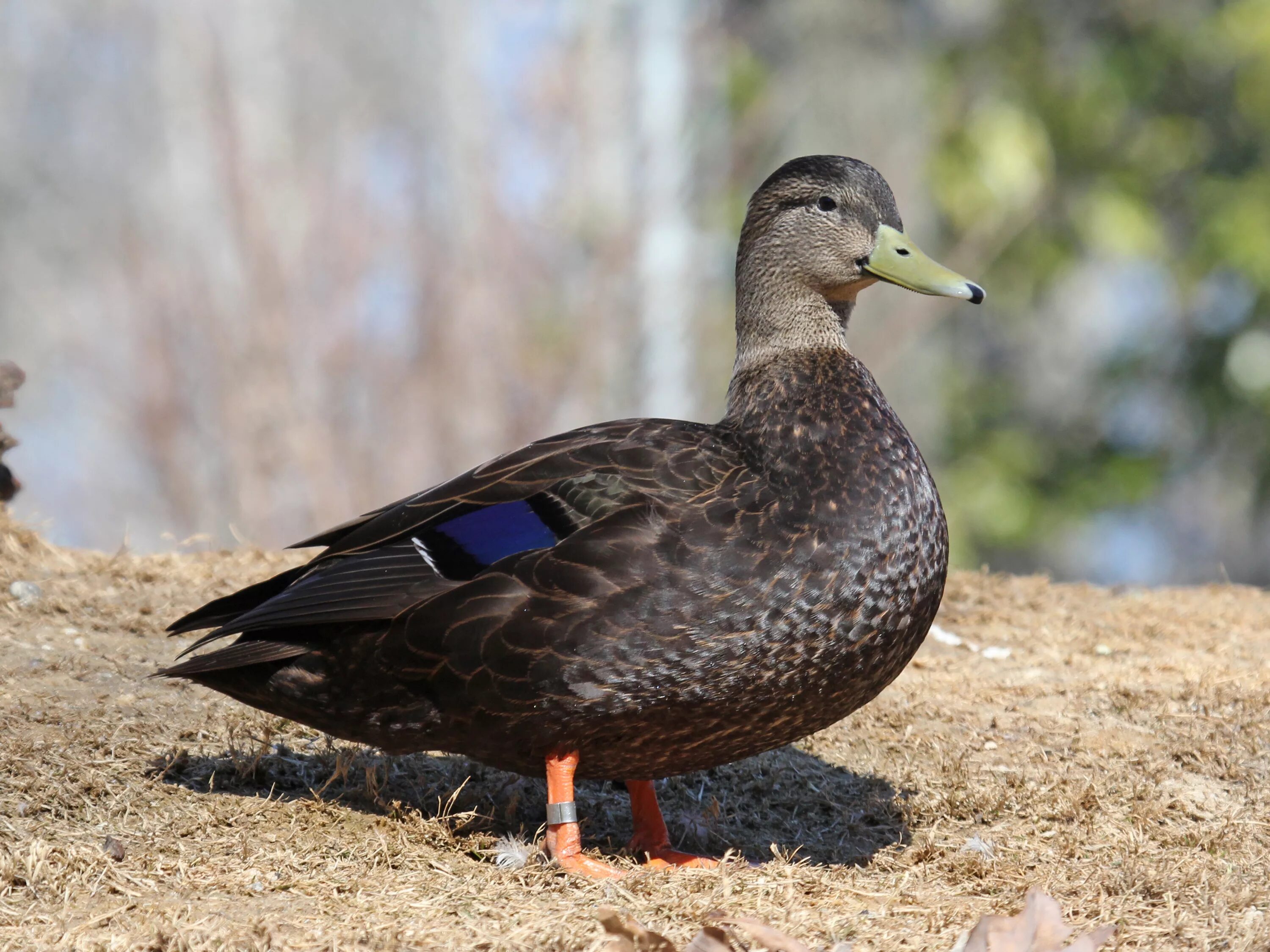 Duck com. Американская чёрная кряква. Чёрная кряква селезень. Утка кряква черная. Дикая утка кряква черные.