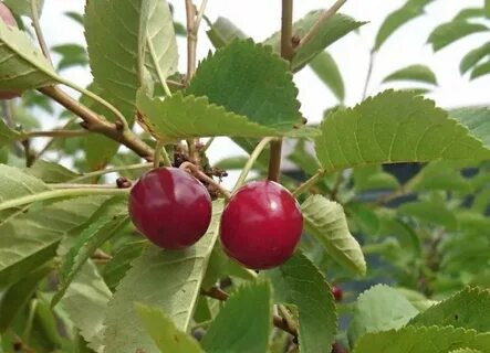 Лучшие сорта самоплодной вишни